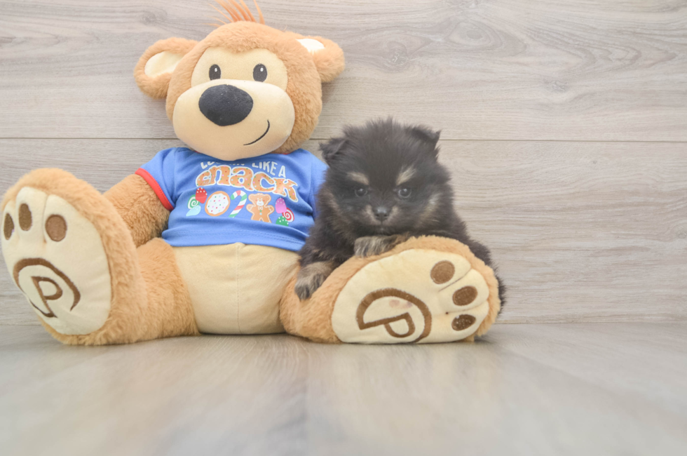 6 week old Pomeranian Puppy For Sale - Pilesgrove Pups