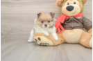 Pomeranian Puppy for Adoption