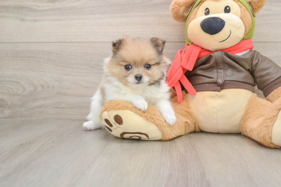 Pomeranian Puppy for Adoption