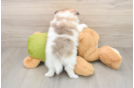 Cute Swergspitz Purebred Puppy