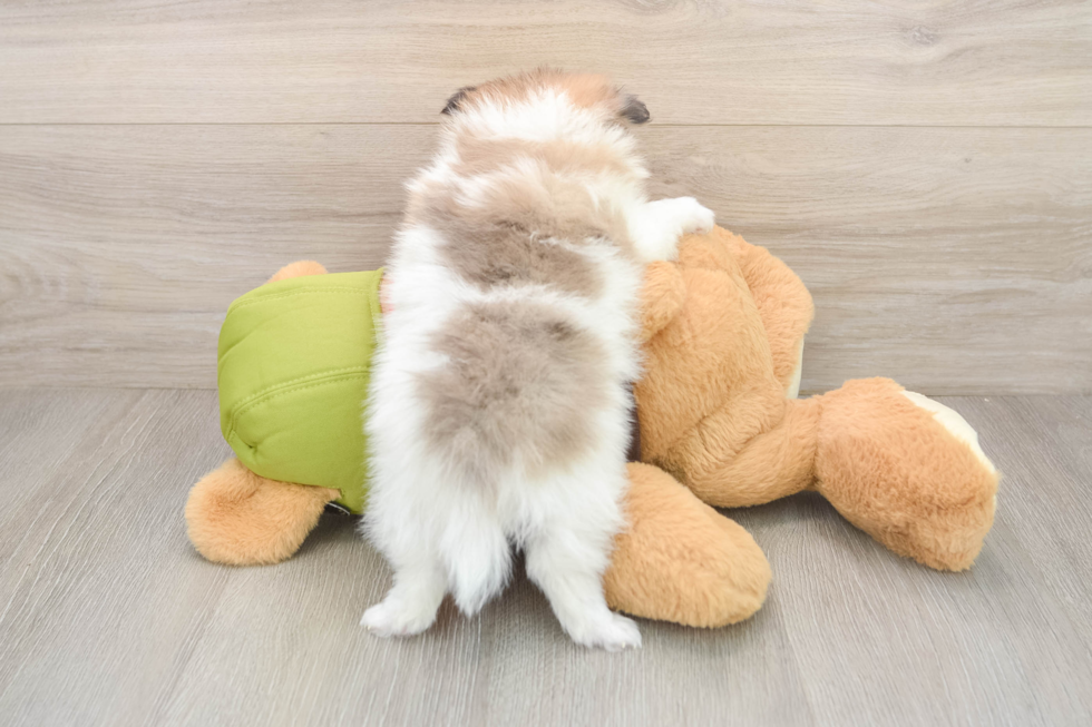 Cute Swergspitz Purebred Puppy