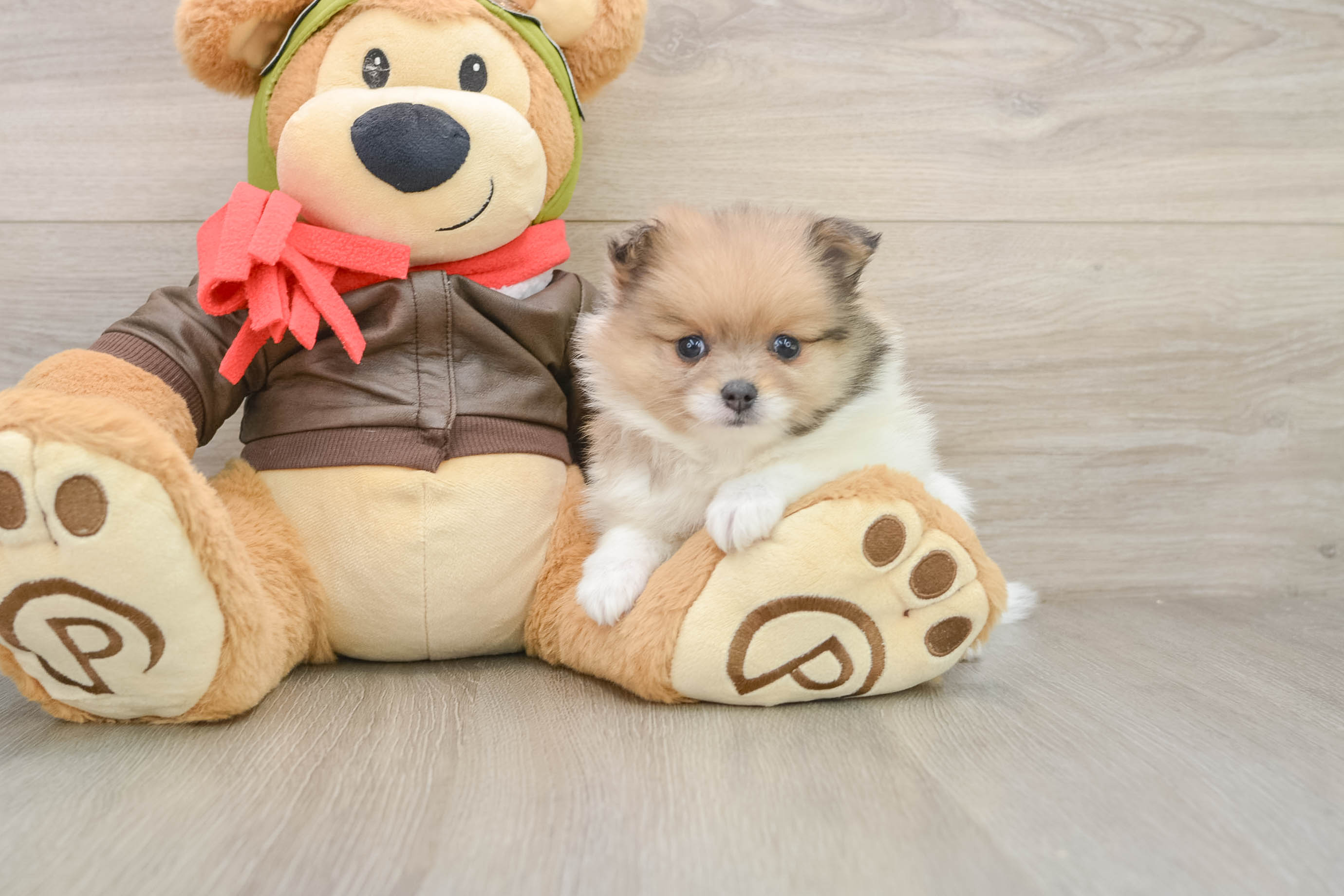 Pomeranian Pup Being Cute