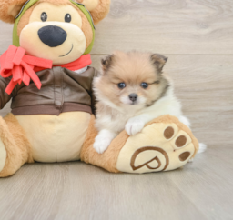 6 week old Pomeranian Puppy For Sale - Pilesgrove Pups