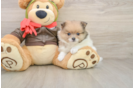 Pomeranian Pup Being Cute