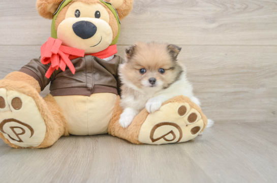 Pomeranian Pup Being Cute