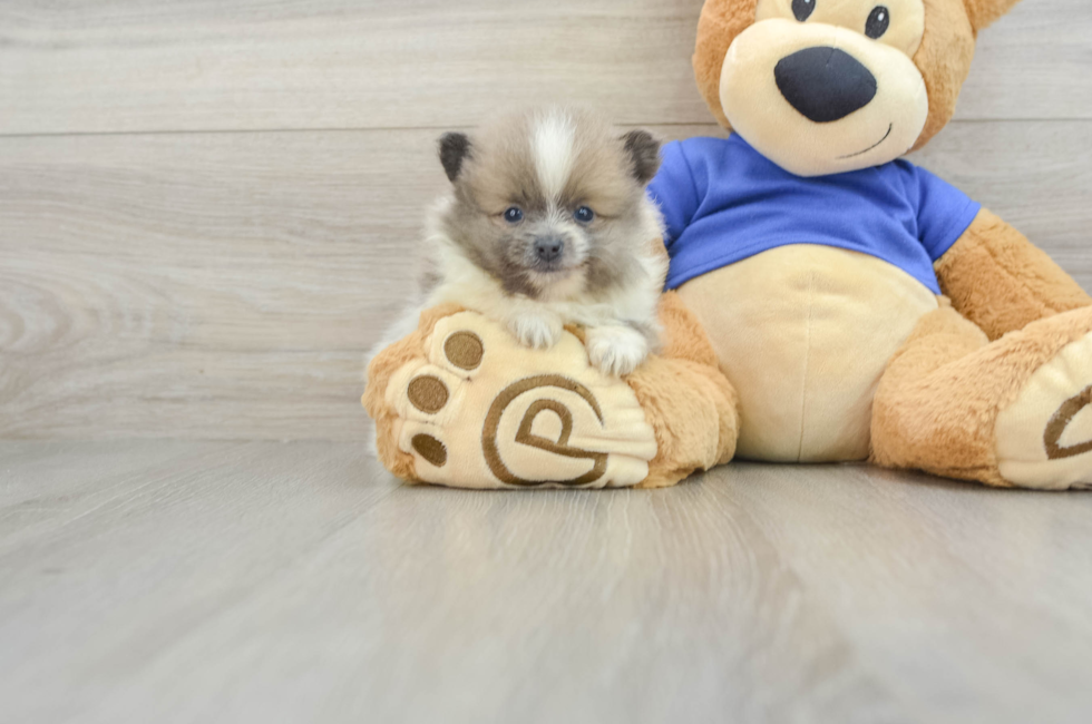 5 week old Pomeranian Puppy For Sale - Pilesgrove Pups