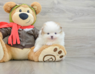 6 week old Pomeranian Puppy For Sale - Pilesgrove Pups