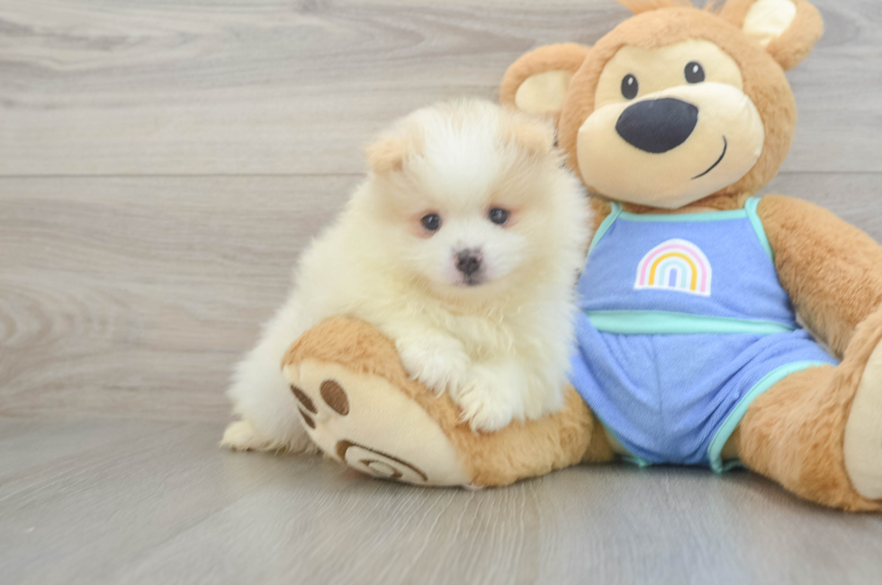 6 week old Pomeranian Puppy For Sale - Pilesgrove Pups
