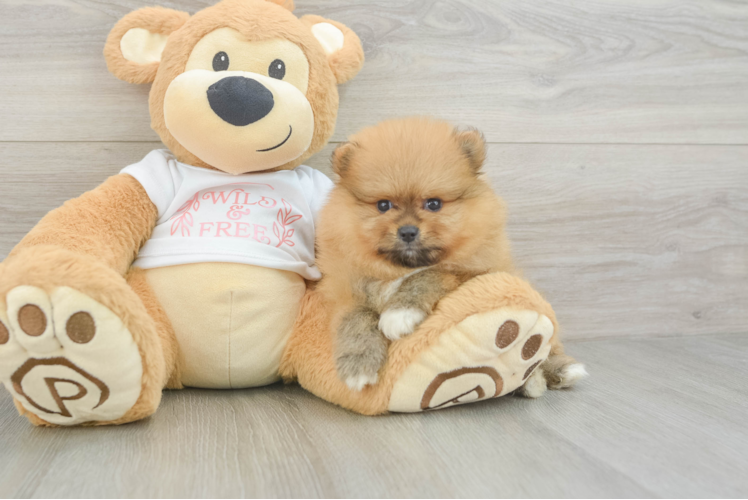 Pomeranian Pup Being Cute