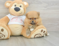 6 week old Pomeranian Puppy For Sale - Pilesgrove Pups