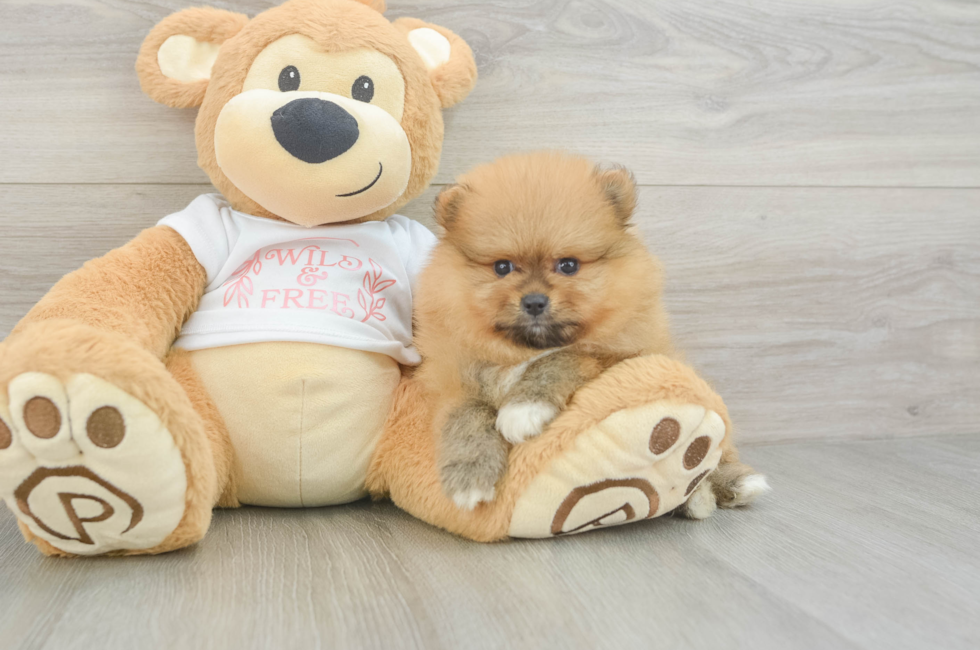 5 week old Pomeranian Puppy For Sale - Pilesgrove Pups