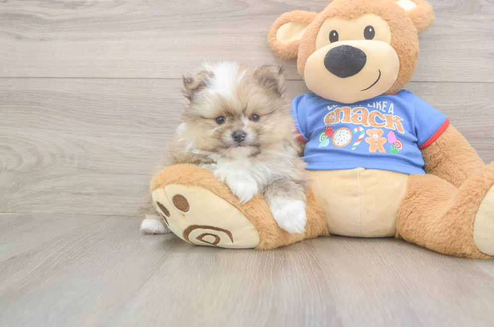 6 week old Pomeranian Puppy For Sale - Pilesgrove Pups