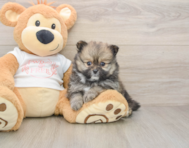 8 week old Pomeranian Puppy For Sale - Pilesgrove Pups