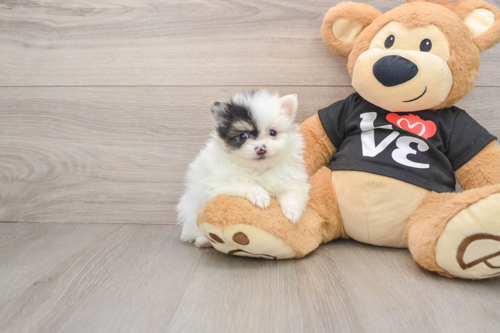 Pomeranian Pup Being Cute