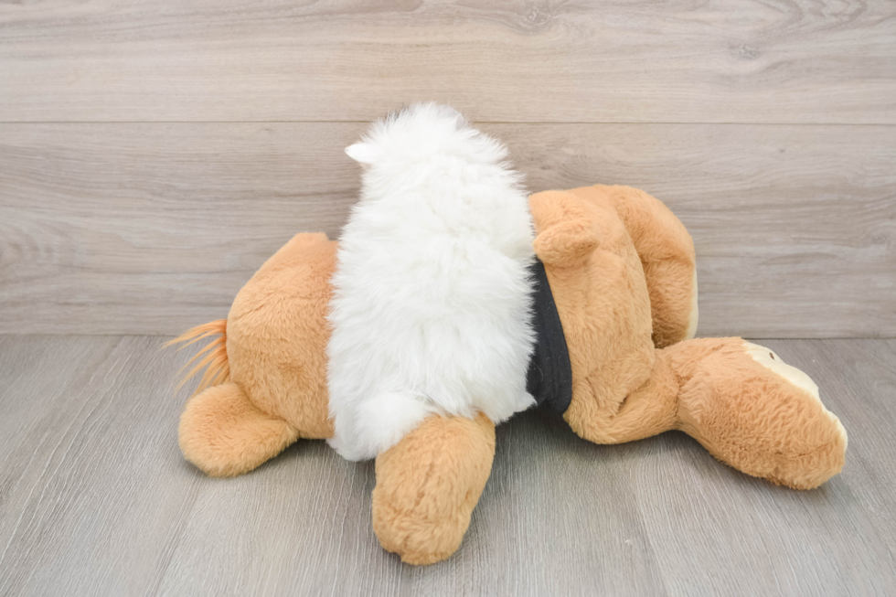 Sweet Pom Purebred Puppy