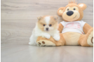 Best Pomeranian Baby