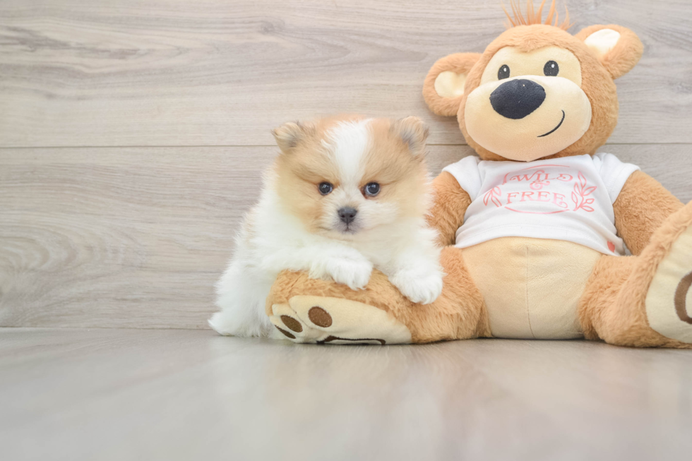 Best Pomeranian Baby