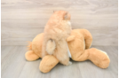 Pomeranian Puppy for Adoption