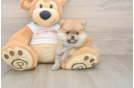 Best Pomeranian Baby