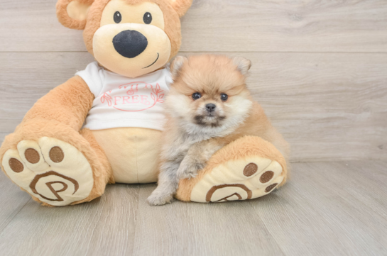 Best Pomeranian Baby