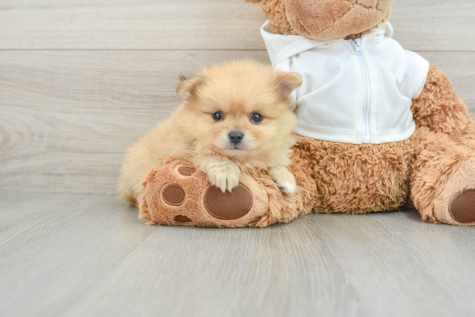 Pomeranian Puppy for Adoption