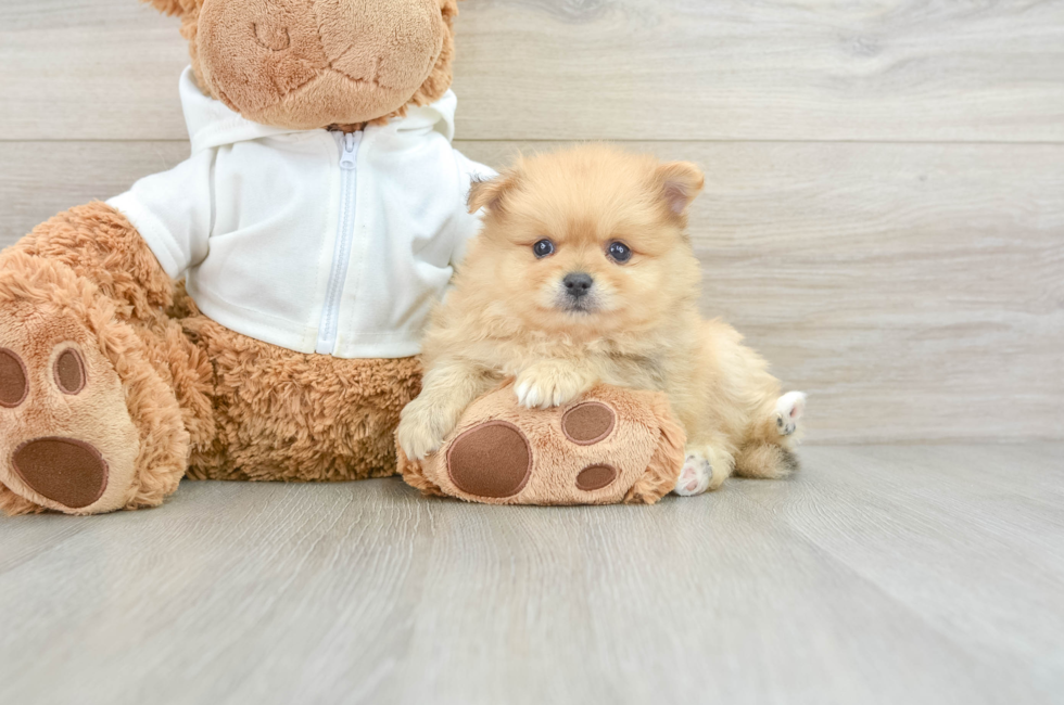 5 week old Pomeranian Puppy For Sale - Pilesgrove Pups