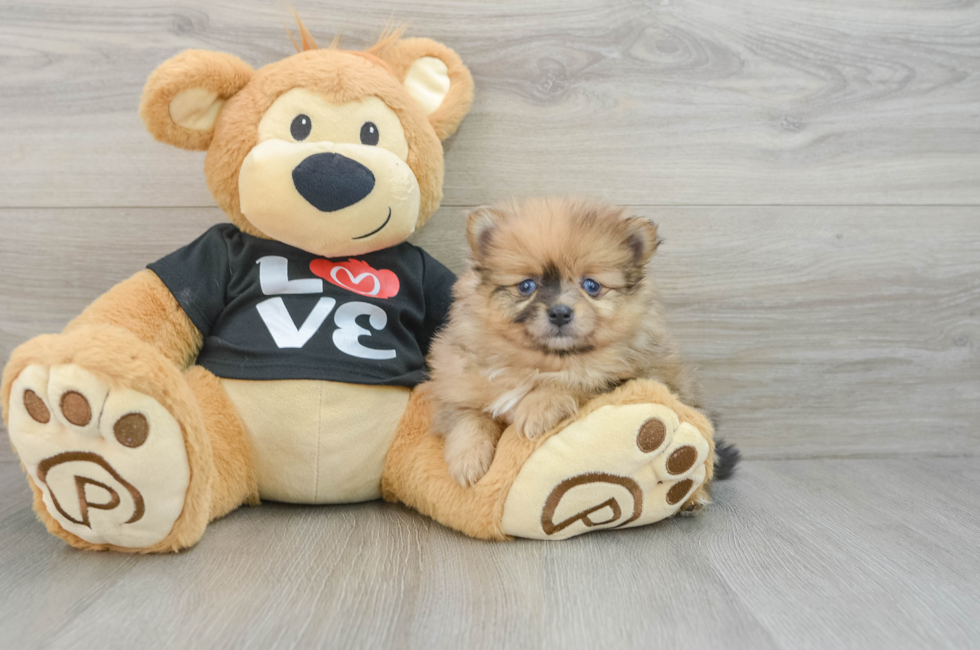 7 week old Pomeranian Puppy For Sale - Pilesgrove Pups