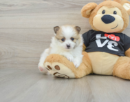 6 week old Pomeranian Puppy For Sale - Pilesgrove Pups