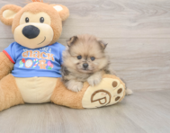 7 week old Pomeranian Puppy For Sale - Pilesgrove Pups