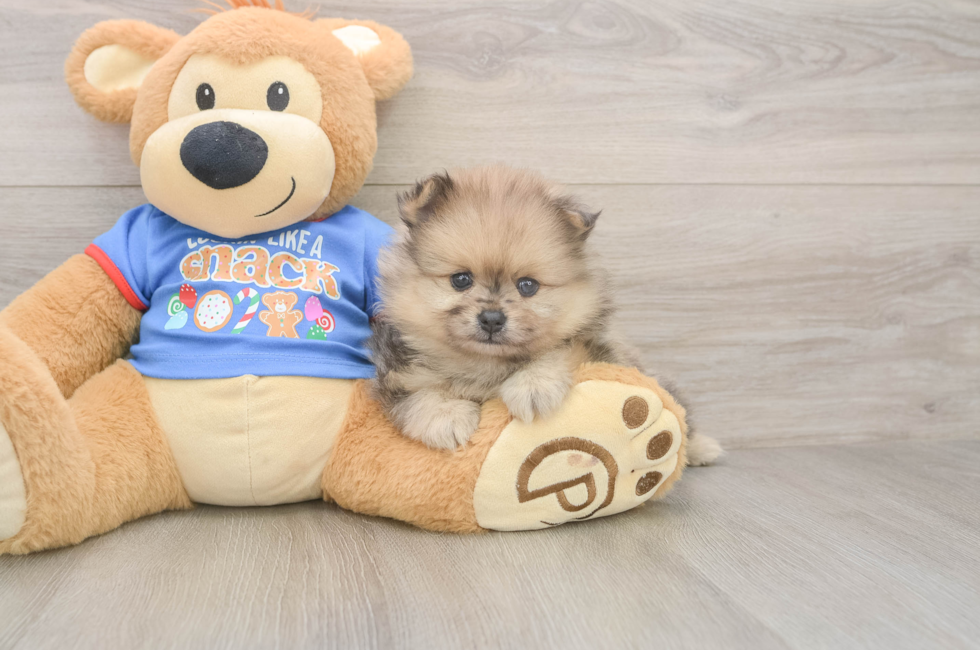5 week old Pomeranian Puppy For Sale - Pilesgrove Pups