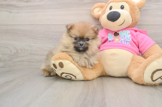 Energetic Dwarf Spitz Purebred Puppy