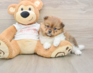 9 week old Pomeranian Puppy For Sale - Pilesgrove Pups