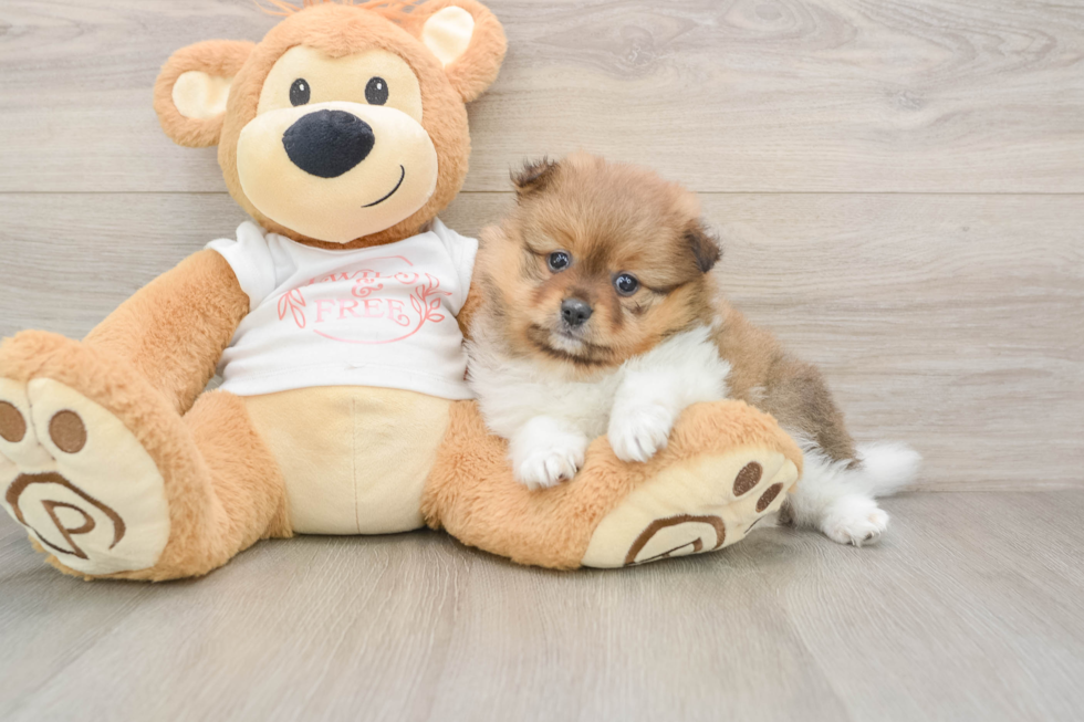 Funny Pomeranian Purebred Pup