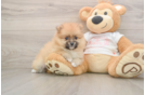 Pomeranian Puppy for Adoption