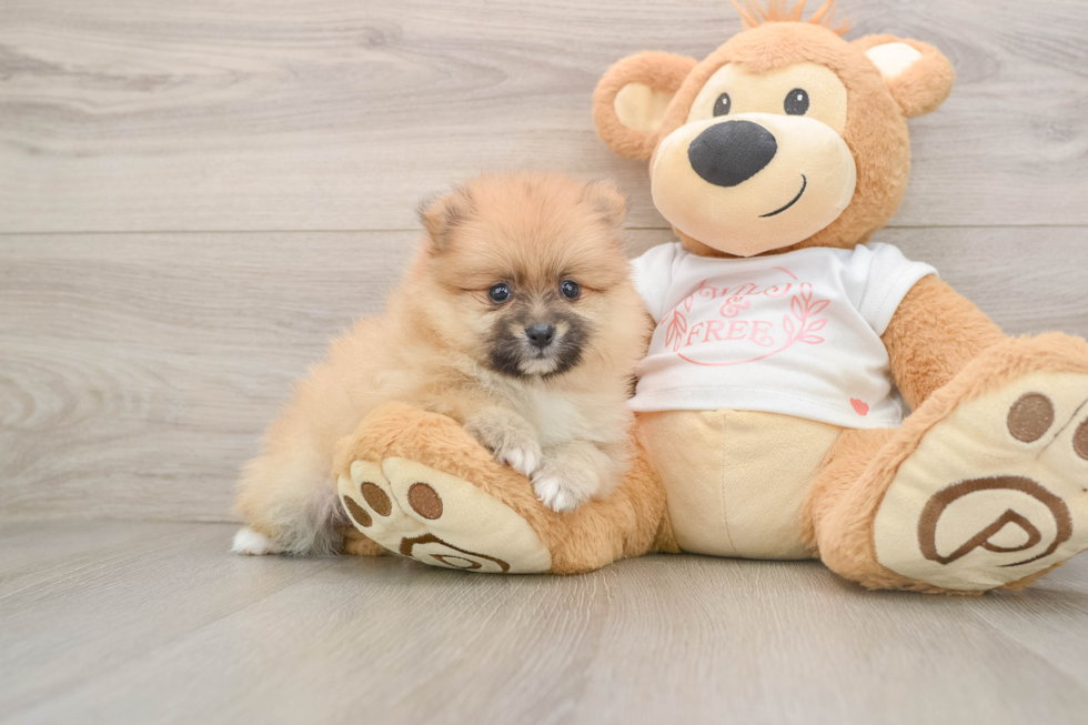 Pomeranian Puppy for Adoption