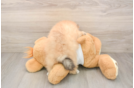 Pomeranian Puppy for Adoption