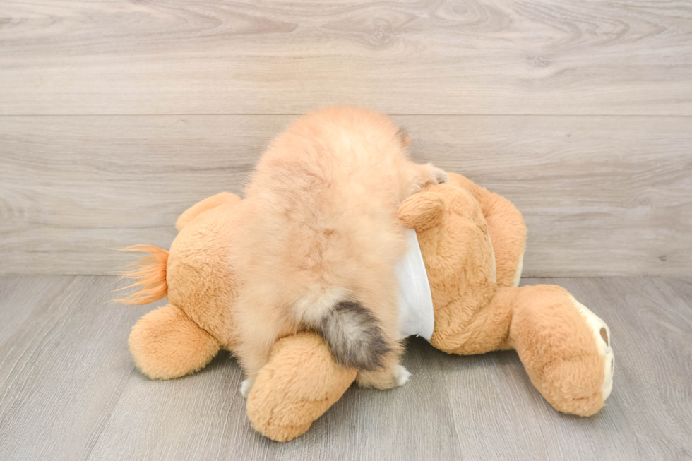Pomeranian Puppy for Adoption