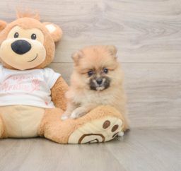 5 week old Pomeranian Puppy For Sale - Pilesgrove Pups
