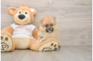 Best Pomeranian Baby