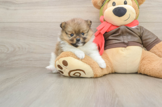 Small Pomeranian Purebred Pup