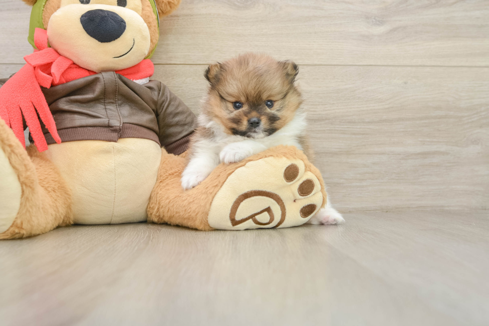 Energetic Loulou Purebred Puppy