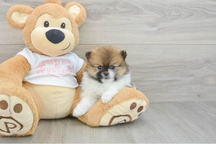 Pomeranian Puppy for Adoption