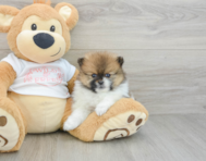 7 week old Pomeranian Puppy For Sale - Pilesgrove Pups