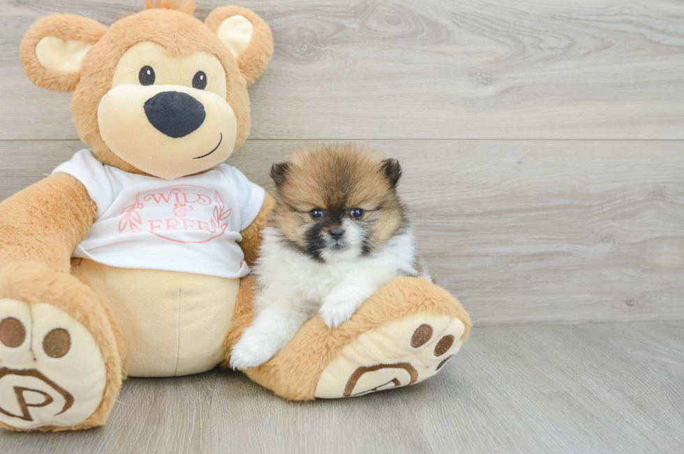 7 week old Pomeranian Puppy For Sale - Pilesgrove Pups