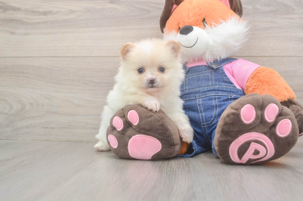 6 week old Pomeranian Puppy For Sale - Pilesgrove Pups