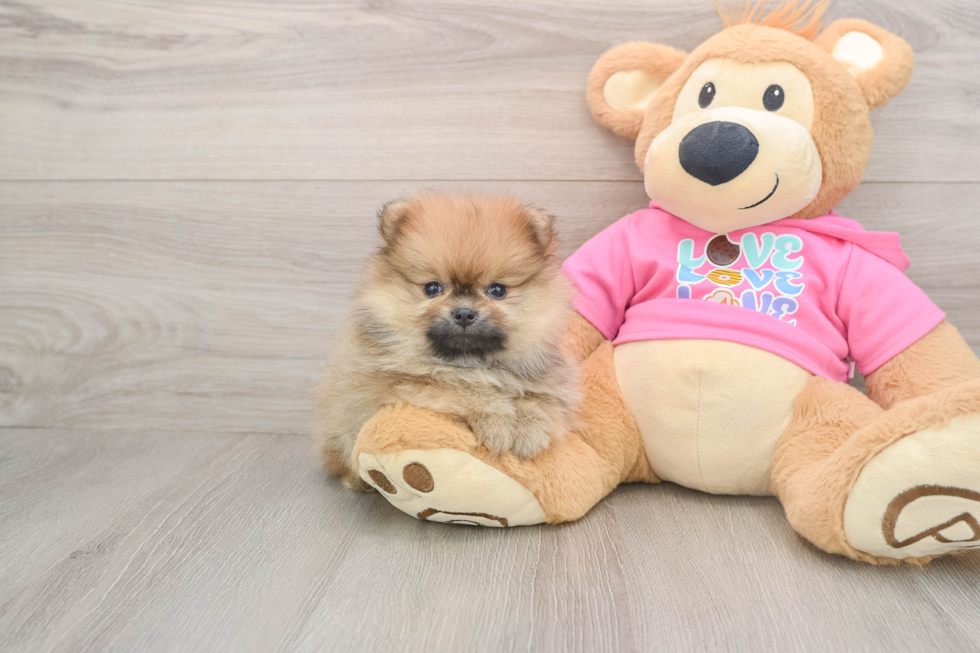 Pomeranian Pup Being Cute