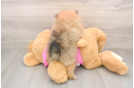 Pomeranian Puppy for Adoption