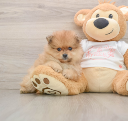 5 week old Pomeranian Puppy For Sale - Pilesgrove Pups