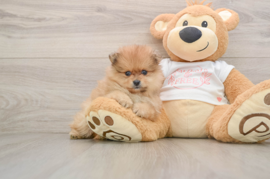 BOOP, a Pomeranian littermate
