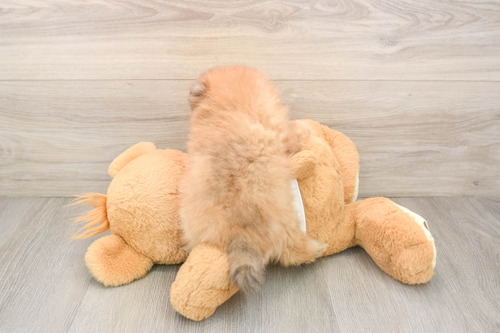 Smart Deutscher Spitz Purebred Puppy